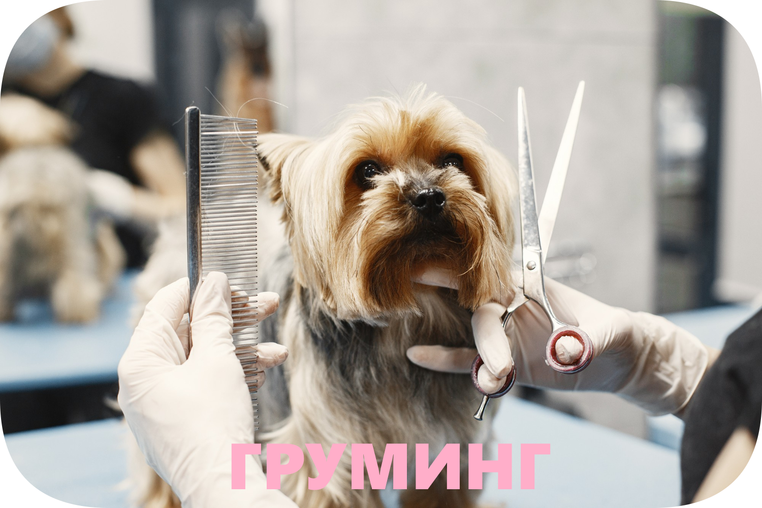 icon - /uploads/s/w/v/q/wvq4mr1rclnh/img/full_5Diw9AL9.png