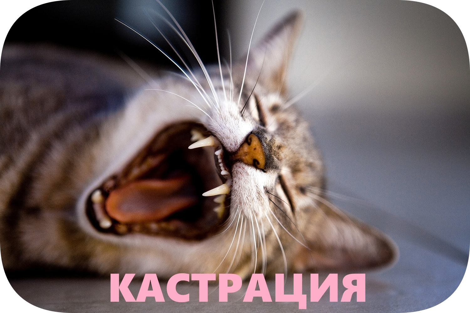 icon - /uploads/s/w/v/q/wvq4mr1rclnh/img/full_bBCiceLj.png