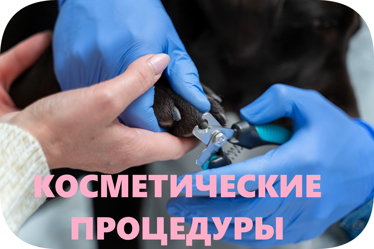 icon - /uploads/s/w/v/q/wvq4mr1rclnh/img/full_v9DL0M9v.png